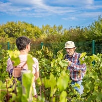 Aux jardins de la Contrée de Gauvin : immersion au cœur du conservatoire de ceps hybrides