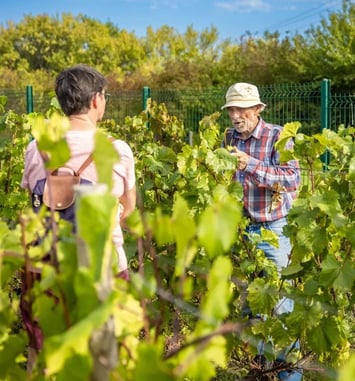 Aux jardins de la Contrée de Gauvin : immersion au cœur du conservatoire de ceps hybrides