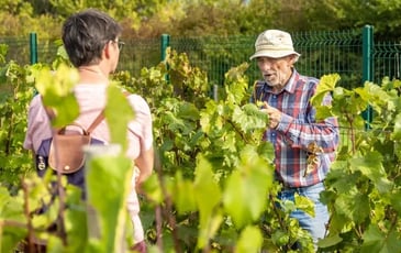 Aux jardins de la Contrée de Gauvin : immersion au cœur du conservatoire de ceps hybrides